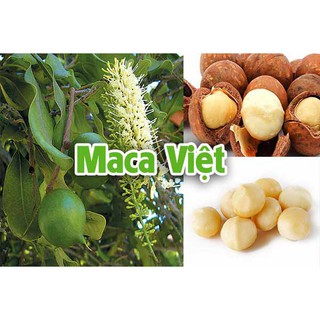 Hạt Mắc Ca Việt Bịch 500gr