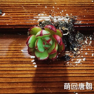 Daniel Rose thực vật đa thịt văn phòng nhiều thịt