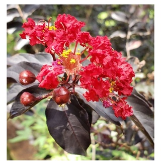 Cây hoa tường vi đỏ huyết long