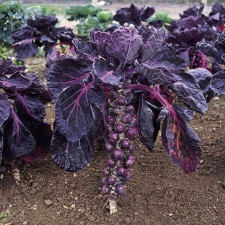 100H - #Hạt_Giống_Bắp_Cải_Mini_Xanh_Tím ( tặng kèm kích mầm và phân bón )