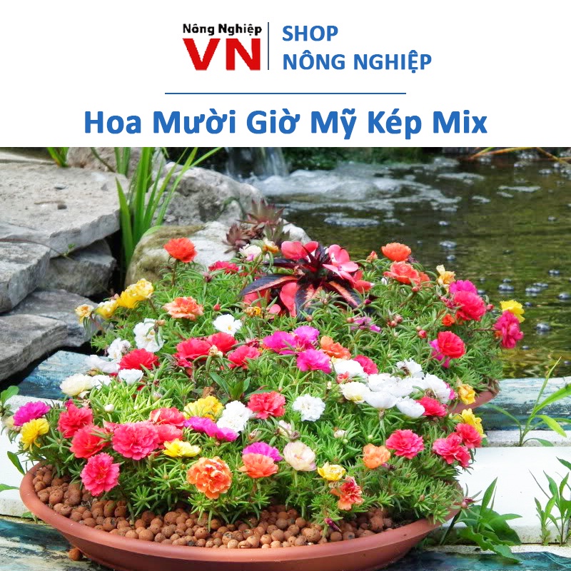 SALE 1K - 300 hạt giống hoa mười giờ Mỹ kép nhiều màu