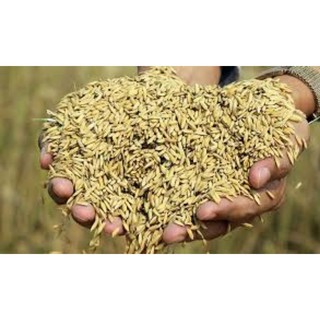1kg Lúa (thóc) thức ăn gà vịt chim 2021