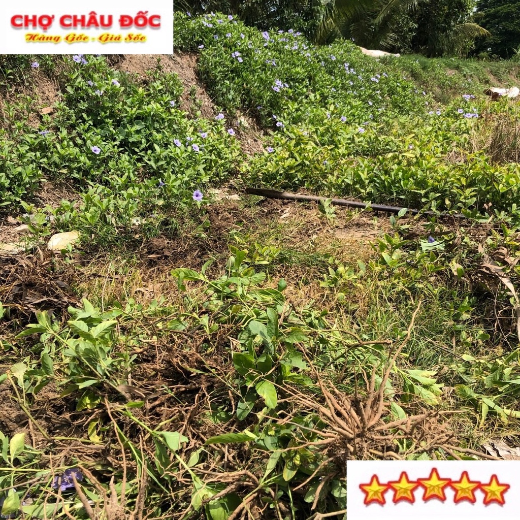 1 Kg Củ Sâm Đất Tươi Hay Cây Trái Nổ Dùng Nấu Nướng Uống