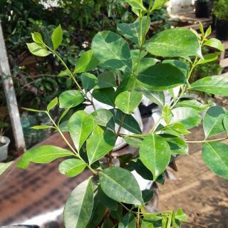 Cây ổi sim nhật