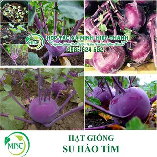 Sale off Hạt giống su hào tím cực đẹp.
