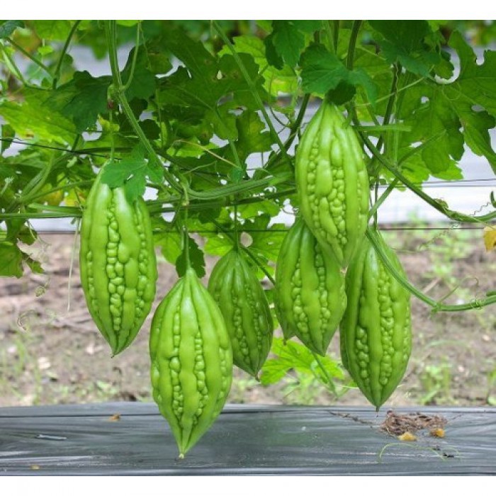 Hạt giống khổ qua lai trái ngắn Rạng Đông