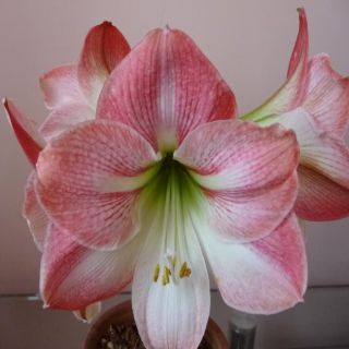 CỦ HOA LAN HUỆ HỒNG ĐÀO NGẬM NỤ
