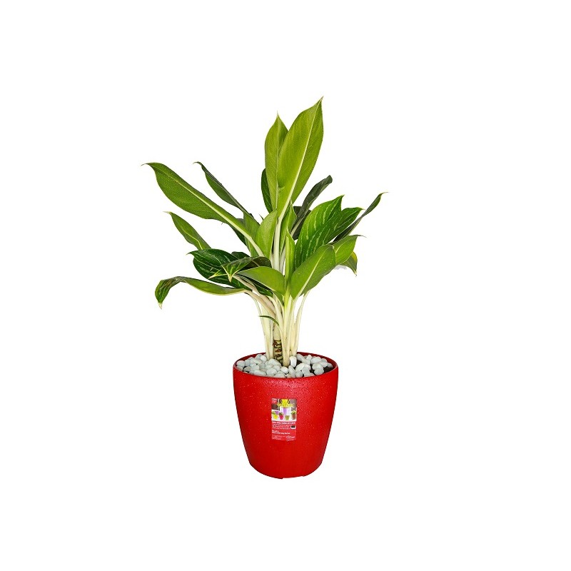Chậu nhựa tròn cao cấp cỡ lớn