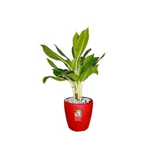 Chậu nhựa tròn cao cấp cỡ lớn