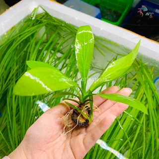 Giá cực rẻ- cây thanh đản -- cây thủy sinh