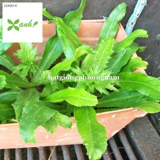 GÓI 50 HẠT GIỐNG RAU MÙI TÀU(NGÒ GAI)