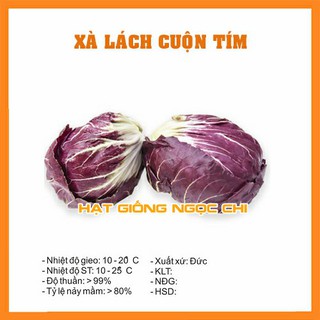 Hạt Giống Rau Xà Lách Cuộn Tím - 0.5Gr