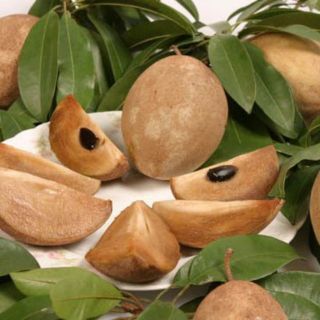 Cây giống hồng xiêm xoài f1