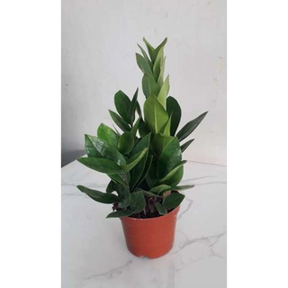 Cây kim tiền mini để bàn