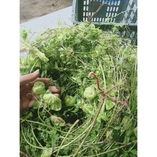 1kg cây xoan leo sấy khô hữu cơ