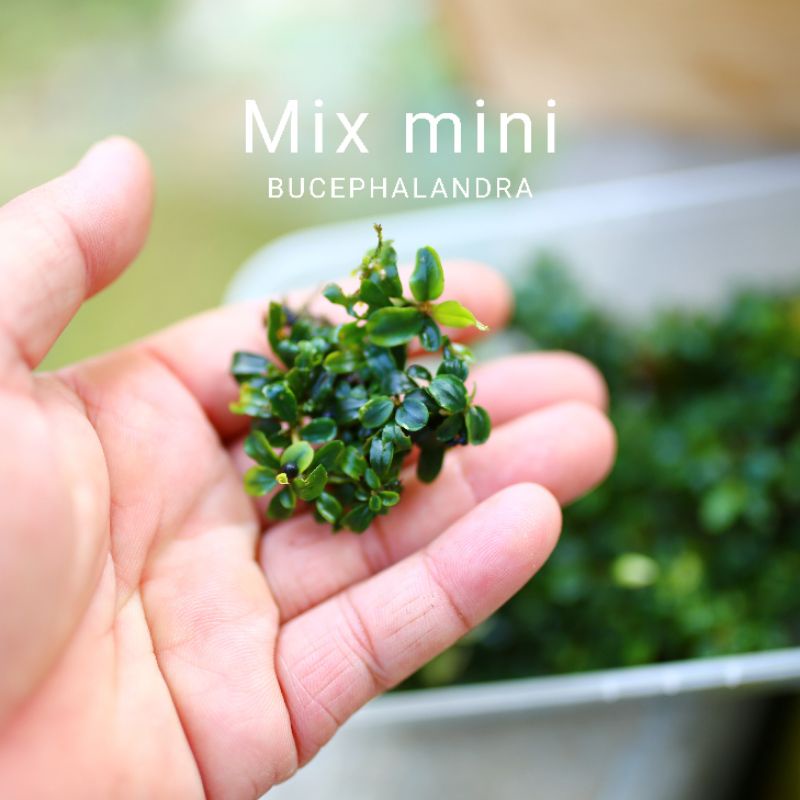 Bucep mix mini | Cây thủy sinh nguyên cụm | Hàng bụi | lá cạn