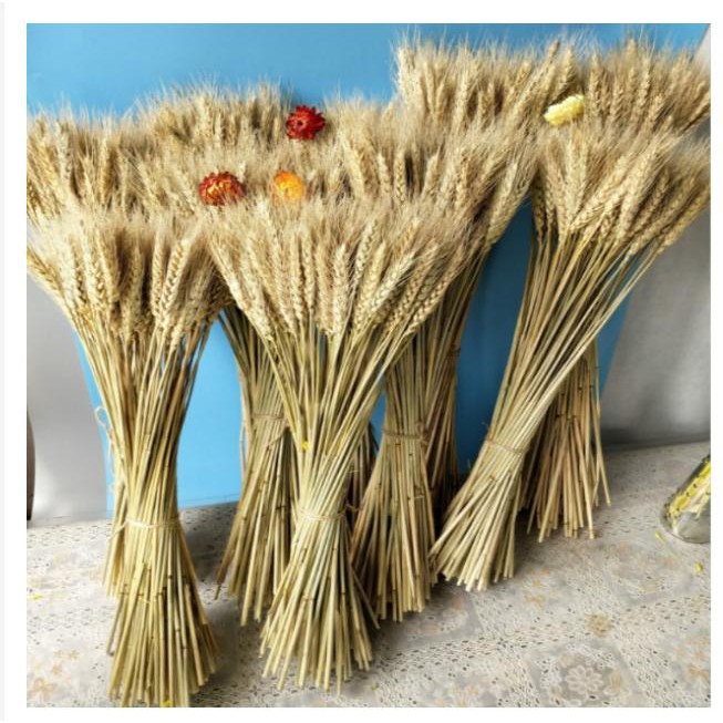 100 NHÁNH CÂY BÔNG LÚA MẠCH TRANG TRÍ - PHỤ KIỆN CHỤP ẢNH AB379