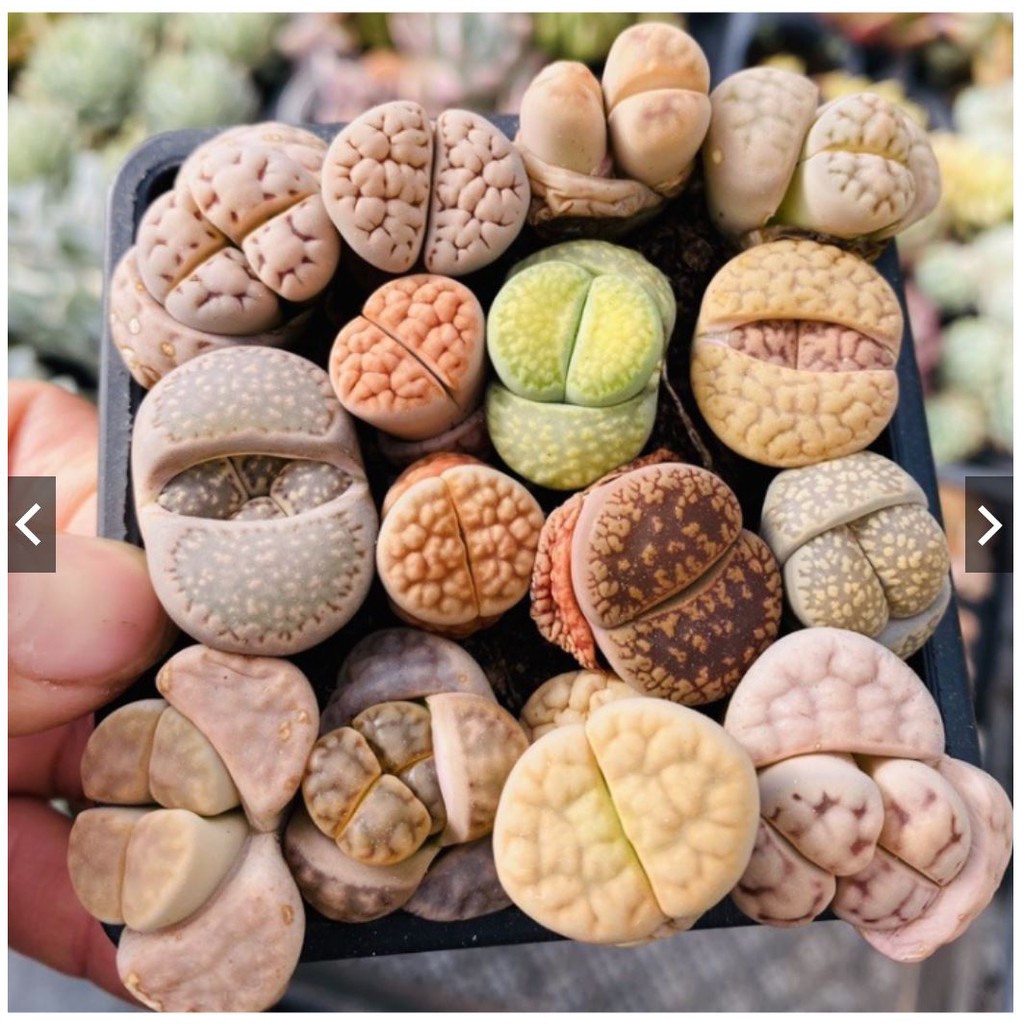 SEN MÔNG - SEN LITHOP RANDOM MÀU - ĐÀ LẠT (giao ngẫu nhiên)