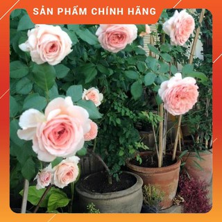 Cây hoa hồng ngoại abraham darby hoa đẹp , cây khỏe, giá rẻ ,chất lượng tốt