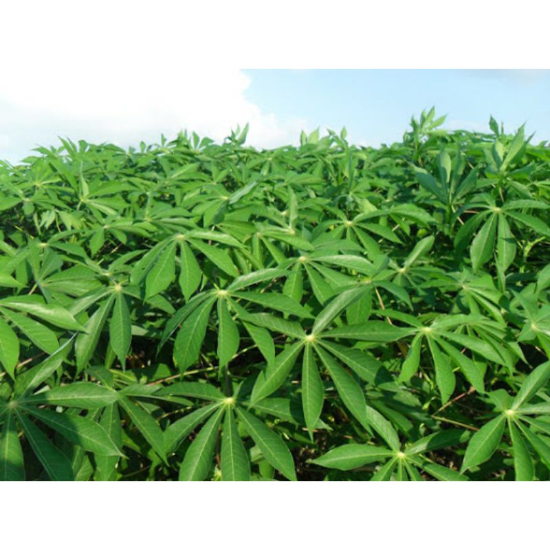 Khúc giống mì nhật