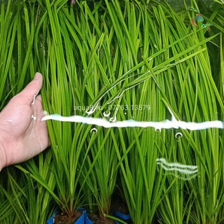 Cỏ Narong [Cây Thủy Sinh]