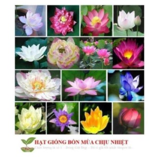Hg3 hạt giống sen nhật mini - sen bát - 1k/ hạt -9 màu tự chọn đến mùa trồng tết