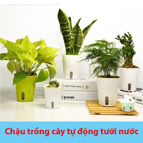 Chậu cây tự động tưới nước tiện lợi chuyên dùng cho văn phòng, nhà hàng, khách sạn