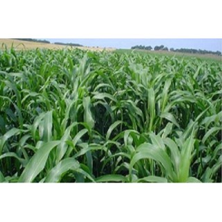 Hạt giống Cỏ Voi gói 10g