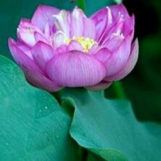 Hạt giống hoa sen bách diệp tím gói 5 hạt