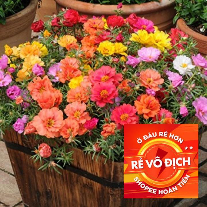 200h hạt giống hoa mười giờ kép Mỹ-Mix nhiều màu ( Portulaca ) TRỢ GIÁ