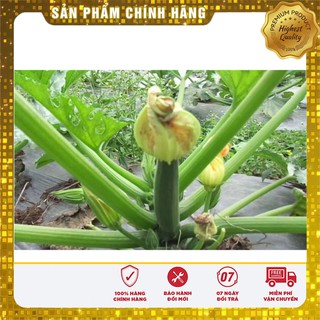 Hạt Giống Bí Ngòi Xanh ( 10 Hạt )