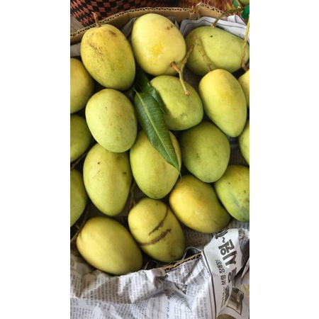 Cây giống xoài tứ quý