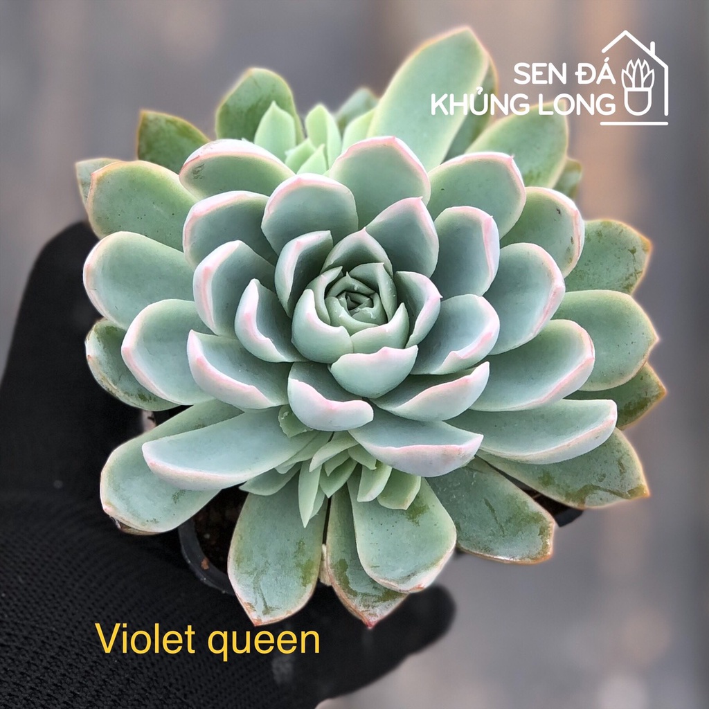 sen đá Violet queen - echeveria violet queen