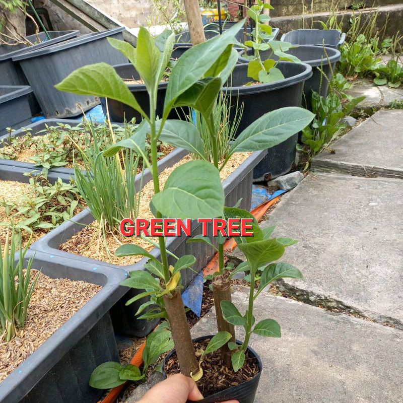 Cây giống mật gấu  chậu 2 cây