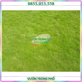 200g hạt giống cỏ nhung nhật