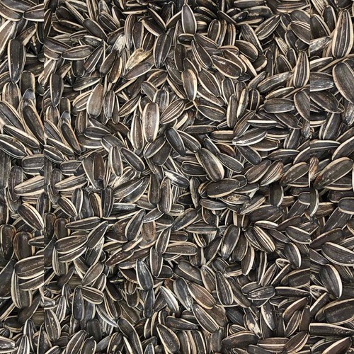 100g Hạt Hướng Dương Lớn Bổ Dưỡng Cho Hamster-Rat-Đuôi Mập