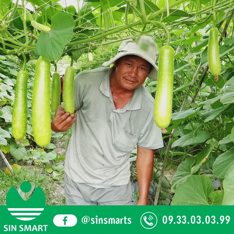 10H Hạt giống Bầu sao trái dài 30 - 40 cm cây khoẻ kháng bệnh chết dây