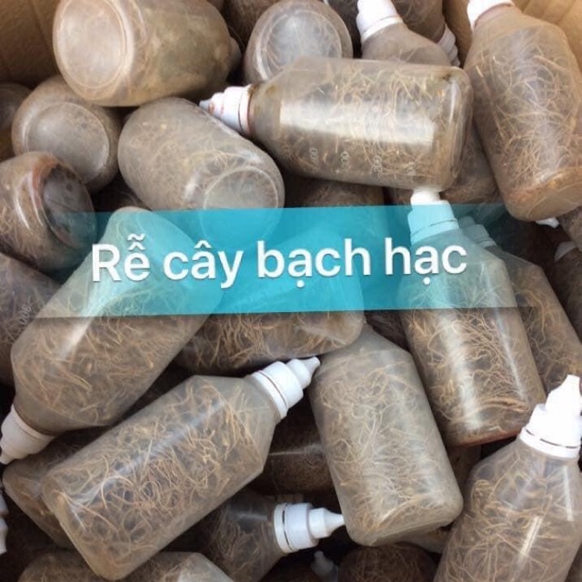 Rễ bạch hạc