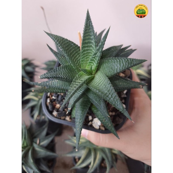 Sen đá Móng rồng xoáy xanh- Cây đã thuần - Cây đẹp giá rẻ | Haworthia limifolia fairy washboard