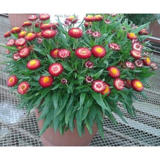 Hạt Giống Hoa Cúc Bất Tử Mix Nhiều Màu (100 Hạt)  - MUA 3 TẶNG 1 CÙNG LOẠI