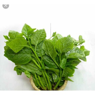 Hạt mồng tơi xanh - gói 20 gram