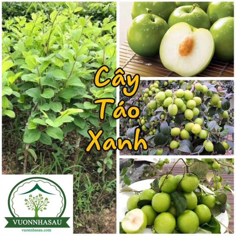 Cây Táo Xanh Việt Nam Táo Ngọt - Táo Chua ( táo thái, táo đài loan, táo T5, táo đào vàng) trồng 3 tháng ra quả