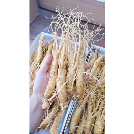 Nhân sâm tươi Hàn Quốc hầm gà 1kg 20-30 củ