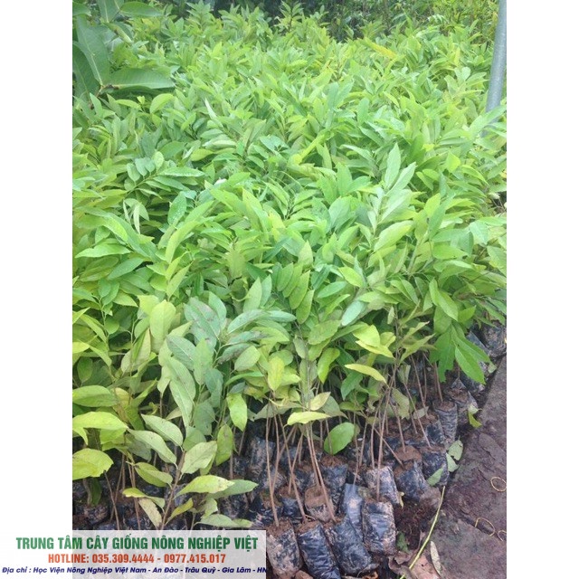 Cây Giống Na Dai ít Hạt, Thơm Ngon