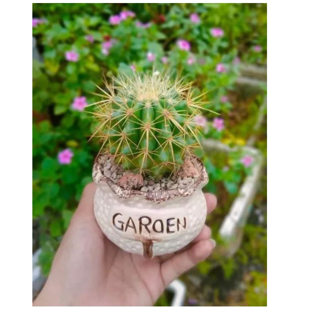 XƯƠNG RỒNG KIM HỔ MINI SIZE 5-6CM