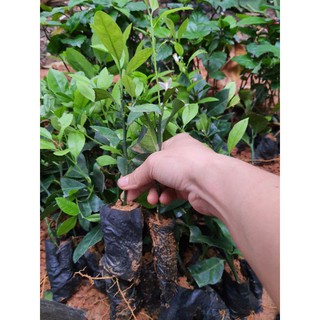 cây giống chanh tứ quý