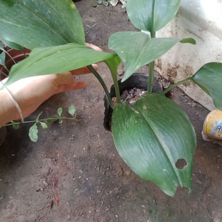 Củ cây ngọc trâm