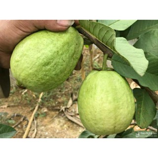 ổi thái đang trái