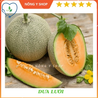 Gói 10 hạt - Túi zip 3 hạt Giống Dưa lưới F1 Rạng Đông Rado 153