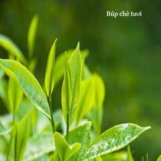 Chè xanh khô thanh nhiệt, tinh thần tỉnh táo làm đẹp  hiệu quả cho da mụn